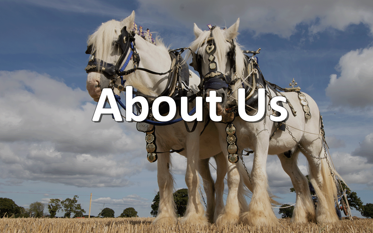 Text of About Us over two magnificent Shire horses ploughing