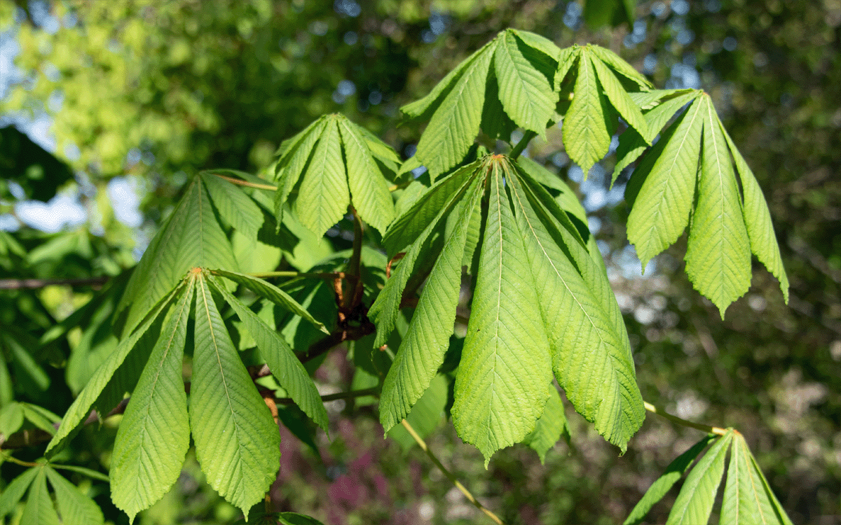 Close up horse chestnut leaves    