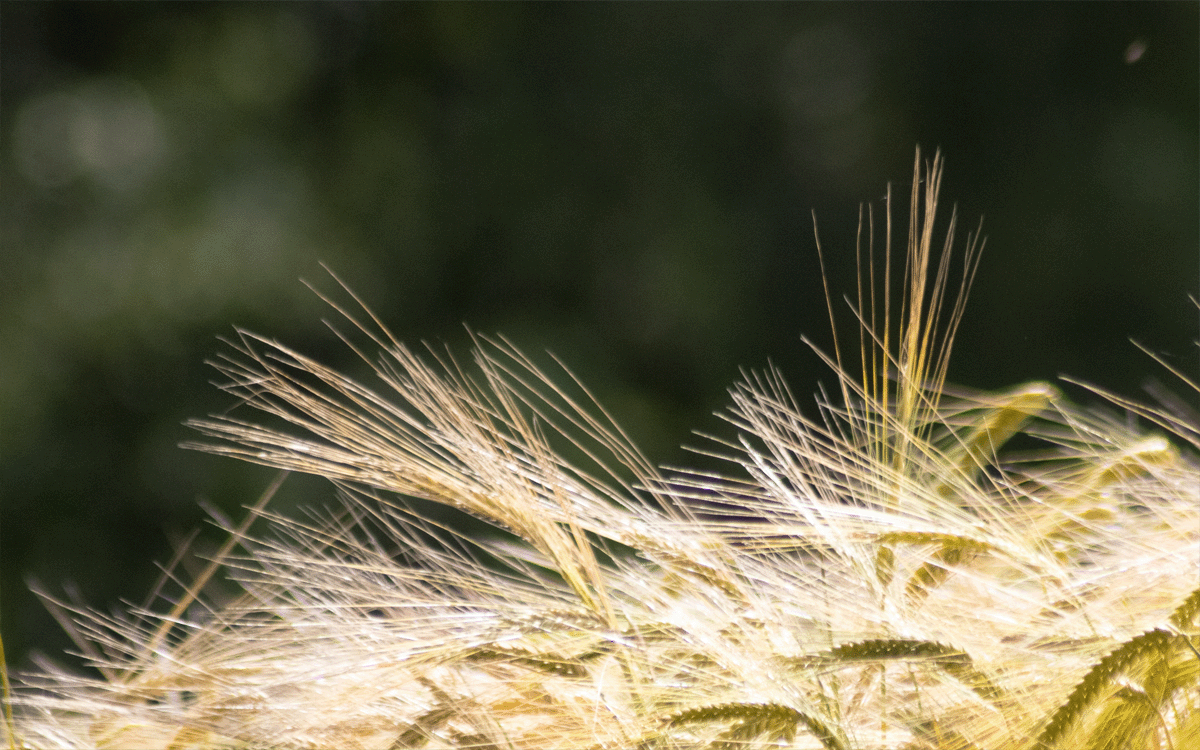 Sidelit barley ears against dark shade background    