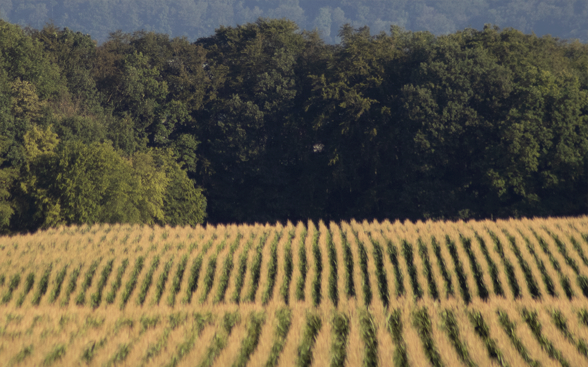 Distance Shot of Maize Corn Rows with Dark Background of Woodland