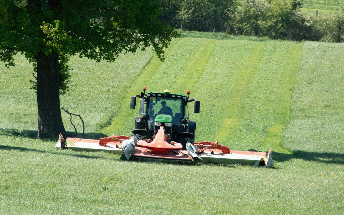 Triple mower cutting for silage towards camera with tree