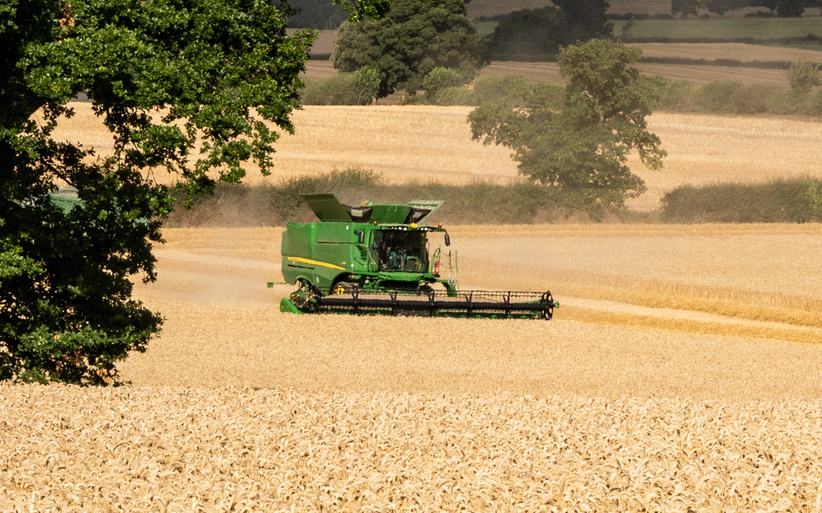 Ripe field of winter wheat in Shropshire, UK, with John Deere Combine harvesting the crop while passing a mature English oak tree in full leaf