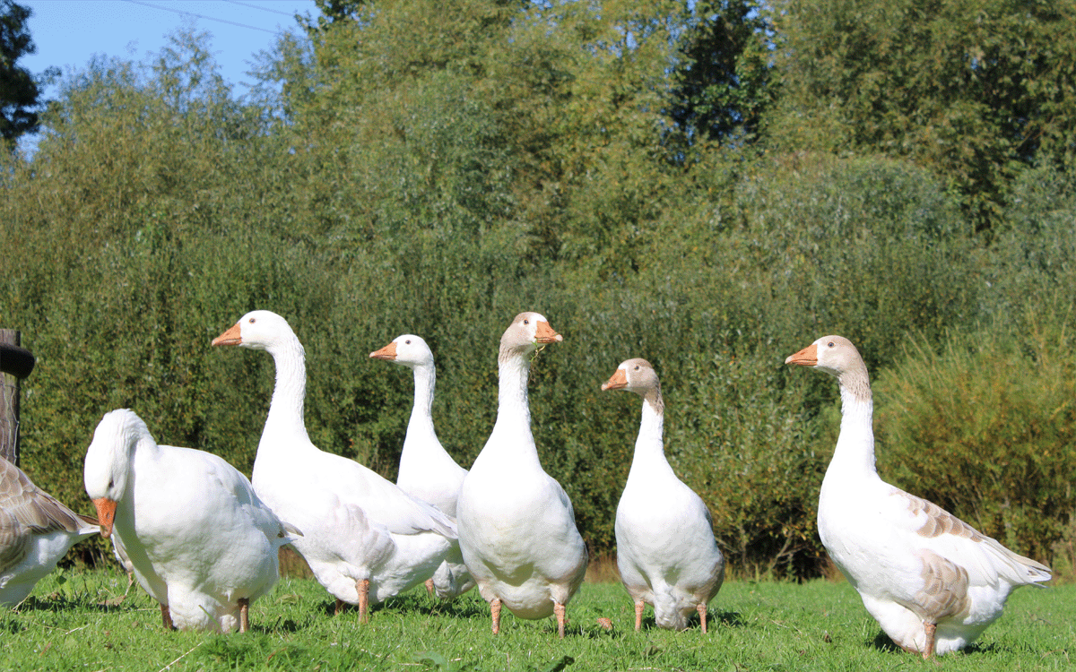 group of six farmyard geese on a sunny day with a blue sky and trees background 