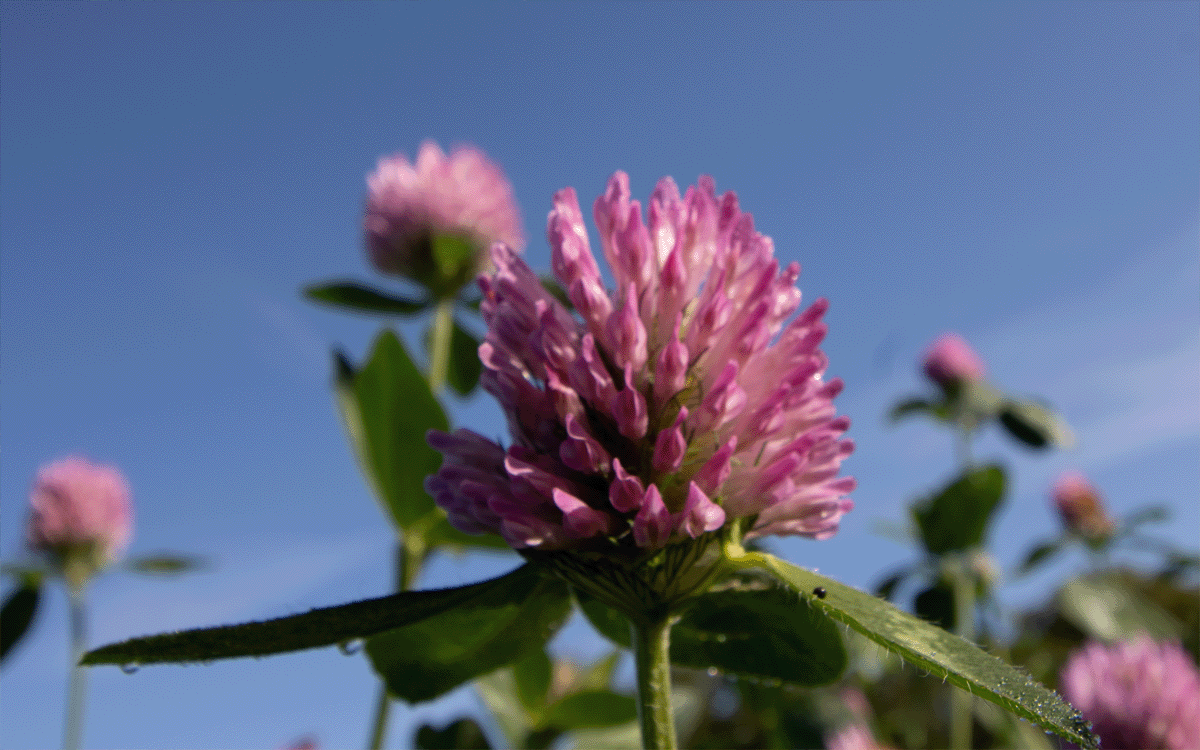 Close up red clover flower against a blue sky       