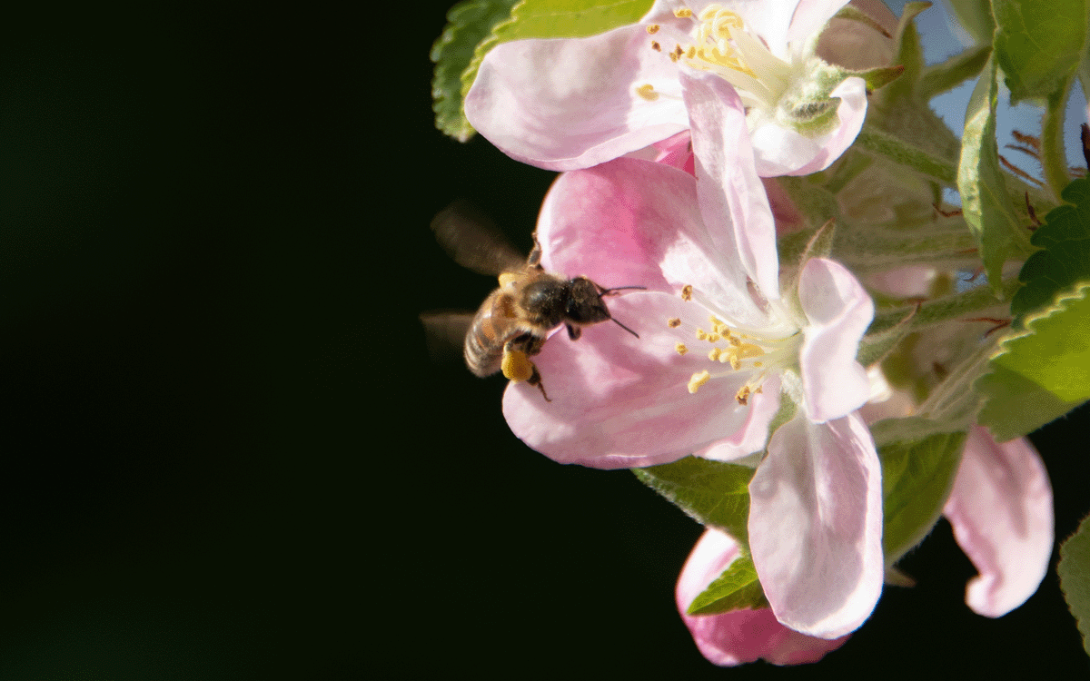 Honey bee landing on Shropshire pink and white apple blossom against a dark background