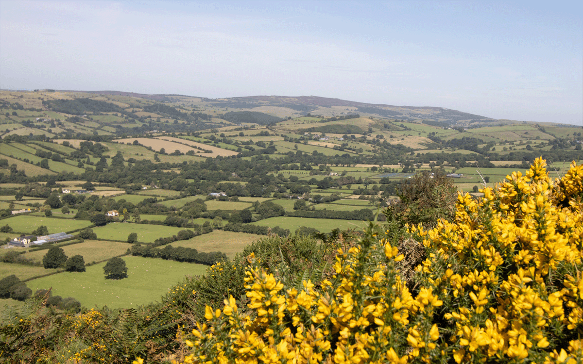 Shropshire hills landscape ith yellow gorse foreground       