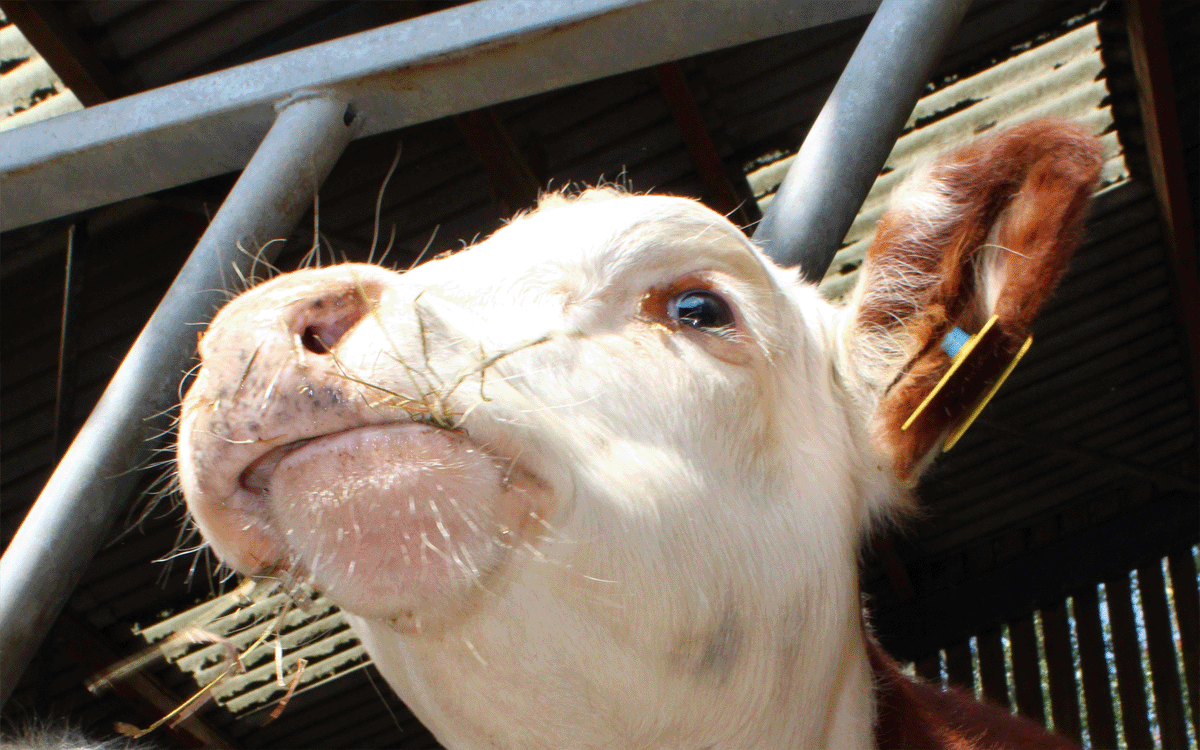 Hereford Calf shot from below with barn rooflights dark background