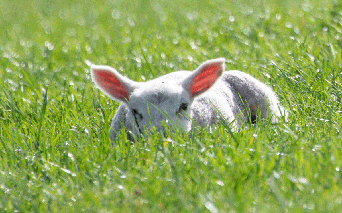 Young lamb with backlit pink ears facing camera peeking through fresh young grass 