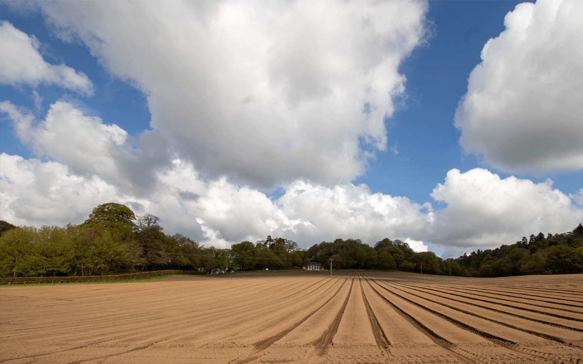 Land prepared for carrots with trees in background in Shropshire against blue sky with cumulus clouds