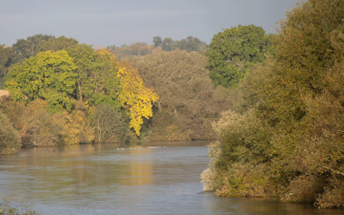 A curving bend in the river Severn near Attingham Park with autumnal trees and Canada geese in the distance